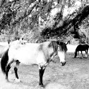 Horses