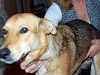 Gwen Es La Cachorra Ideal