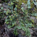 Hepatica