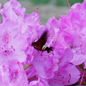 Nessus Sphinx Moth
