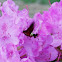 Nessus Sphinx Moth