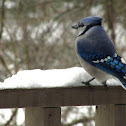 Blue Jay