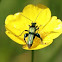 Oedemera nobilis