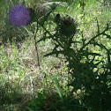 Spear thistle