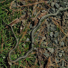 Common Garter Snake