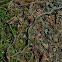 Common Garter Snake