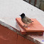 Red-vented Bulbul