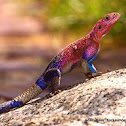 Mwanza Flat-headed Agama