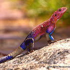 Mwanza Flat-headed Agama