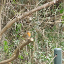 European Robin