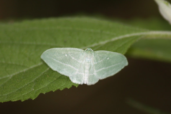 Spotting Image 1