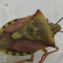 CHINCHE MEDITERRANEA - Shield bug