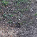 American Goldfinch