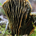 Cogumelo