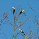 Keel-Billed Toucan