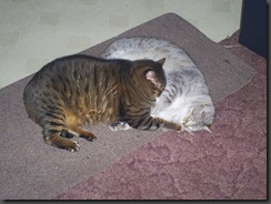 pets 016