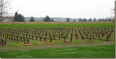 Napa April 06 004