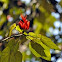 Monkey Hand Tree