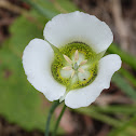 Sego Lily