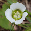 Sego Lily