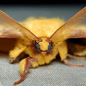 Monkey Moth