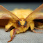 Monkey Moth
