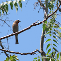 House Finch