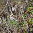Caterpillar Phacelia