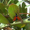Spotted Oleander Moth