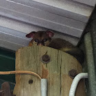 Brushtail Possum