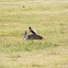 Kori Bustard