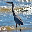 Great Blue Heron