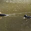 Hooded Merganser