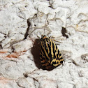 Spotted Sulphur