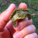 Common Map Turtle