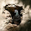 Pigeon in a wall hole, Old San Juan, PR