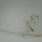 Black Mold