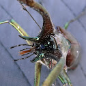 Ciervo volante / Stag beetle