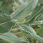 Katydid