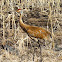 Sandhill Crane