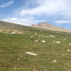 Bighorn sheep