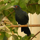 Asian Koel(Male)