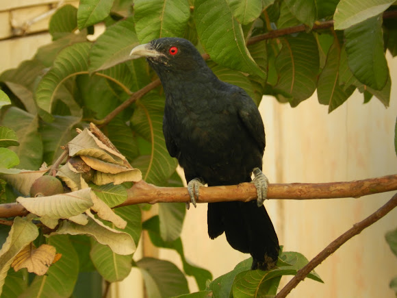 Spotting Image 1
