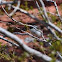 Black-tailed Gnatcatcher
