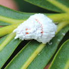 Cottony Cushion Scale
