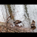 Mallards