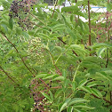 Elderberry