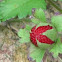 Wild Strawberry