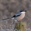 Southern Grey Shrike; Alcaúdon Real