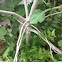 Fig tree